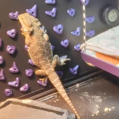 24Pcs Rock Climbing Holds for Bearded Dragons,Reptiles Toy Rock Wall Holds,6 Multi-Size Climbing Rock Wall Grips for Bearded Dragons Tank Accessories,Black