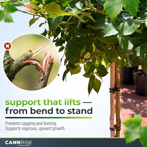 Anchor Bands for Trellising – 70-Pack 8 cm/3.14 in Rubber Vine Ties, UV-Protected Bands: Grapevines, Trees & Climbing Plants – Tool-Free Loop-and-Anchor Design for Install, Weatherproof - size: 70 pack / 3.14"