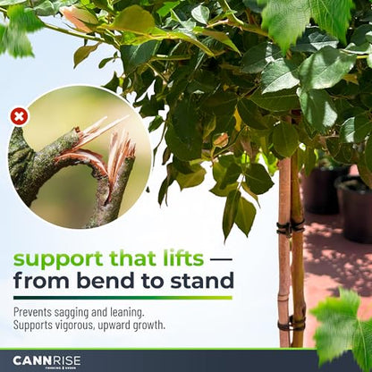 Anchor Bands for Trellising – 70-Pack 8 cm/3.14 in Rubber Vine Ties, UV-Protected Bands: Grapevines, Trees & Climbing Plants – Tool-Free Loop-and-Anchor Design for Install, Weatherproof - size: 70 pack / 3.14"