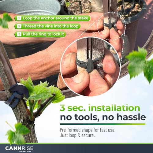 Anchor Bands for Trellising – 155-Pack 14 cm/5.5 in Rubber Vine Ties, UV-Protected Bands: Grapevines, Trees & Climbing Plants – Tool-Free Loop-and-Anchor Design for Install, Weatherproof - size: 155 pack / 5.5"