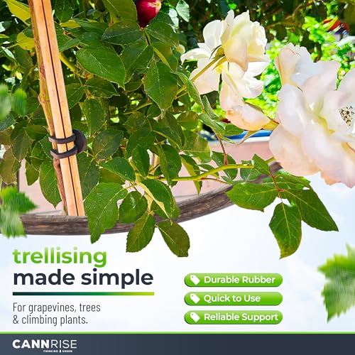 Anchor Bands for Trellising – 70-Pack 8 cm/3.14 in Rubber Vine Ties, UV-Protected Bands: Grapevines, Trees & Climbing Plants – Tool-Free Loop-and-Anchor Design for Install, Weatherproof - size: 70 pack / 3.14"