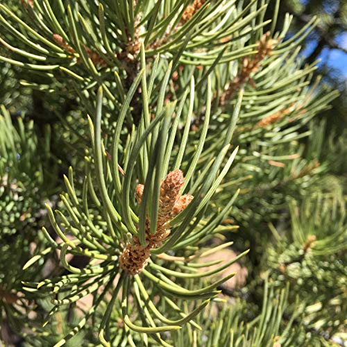 JENNY JOY'S HANDMADE SOAP Pinon Pine Salve with Eucalyptus & Lemon with Soothing Pine Resin from Arizona Dry Skin Irritations - 2oz